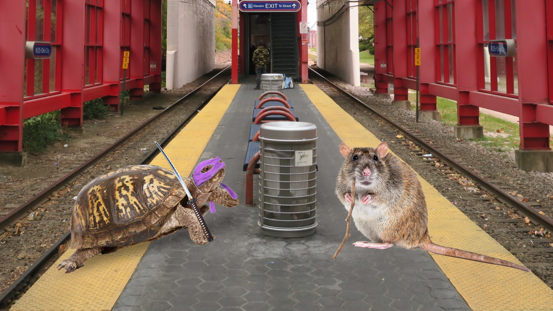 RATS AT THE W.25th RAPID STATION FOUND TRAINING TURTLES IN HAND TO HAND COMBAT